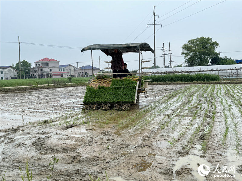 Pg电子游戏：浏阳推进高标准农田建设数字化管理打造“智慧田”(图3)